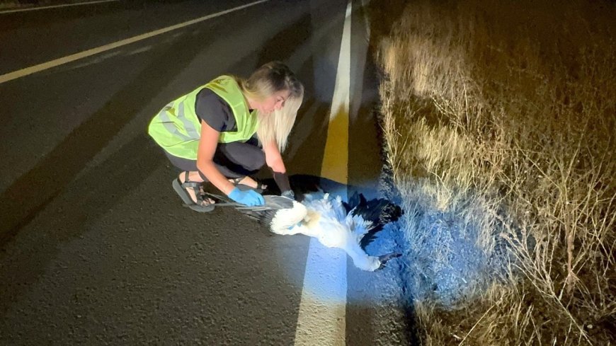 Tekirdağ'da 15 leylek elektrik akımına kapıldı