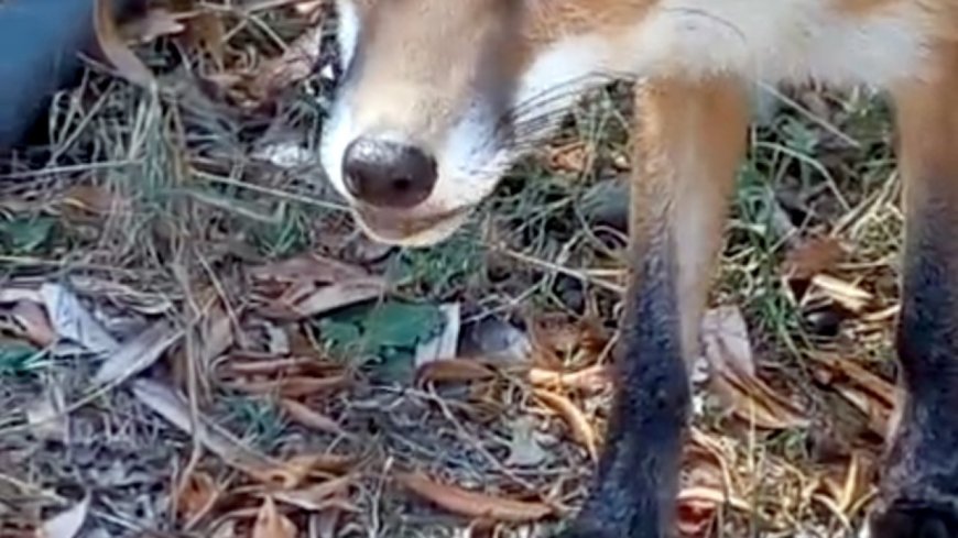 Sıcaktan bitkin düşen tilkinin su içtiği anlar kamerada