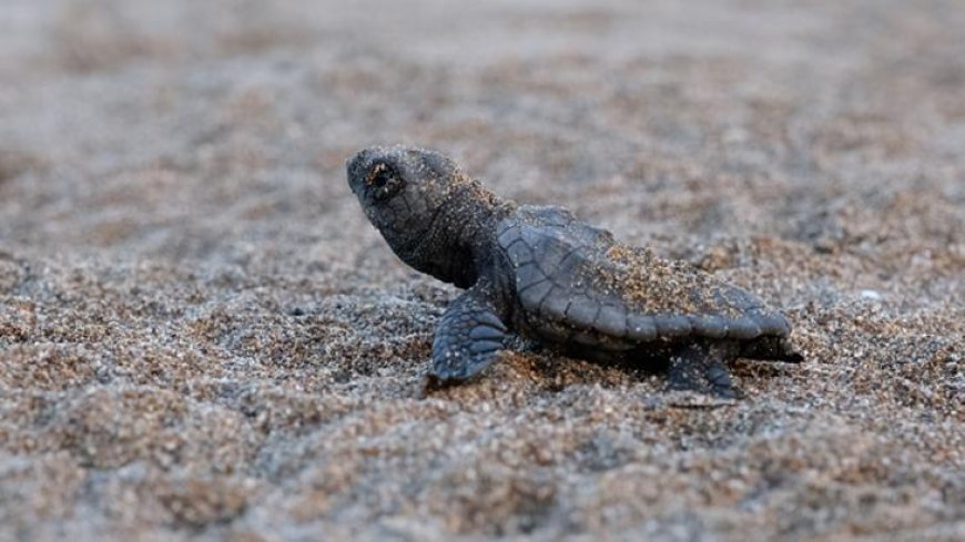 5 özel çevre koruma bölgesinde yavru kaplumbağalar denize kavuşuyor