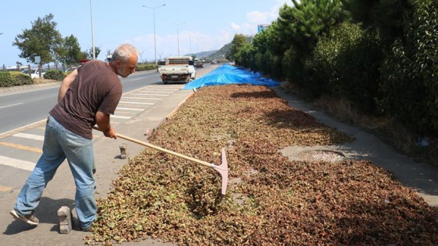 Karadeniz Sahil Yolu'ndaki kaldırımlarda fındık kurutma mesaisi