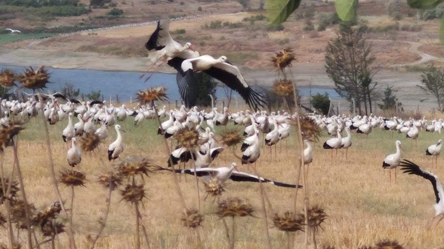 Leylekler sonbahar göçü öncesi Tekirdağ'da toplandı