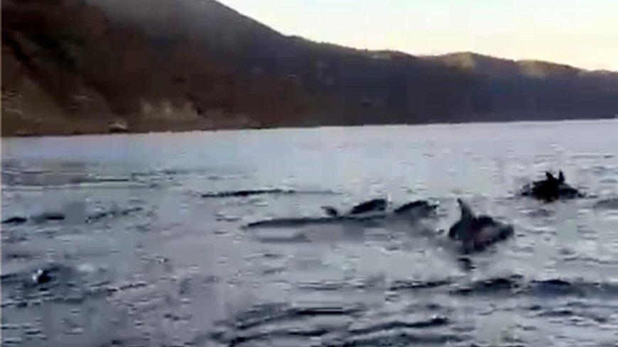 Tekirdağ açıklarında yunuslar görüntülendi