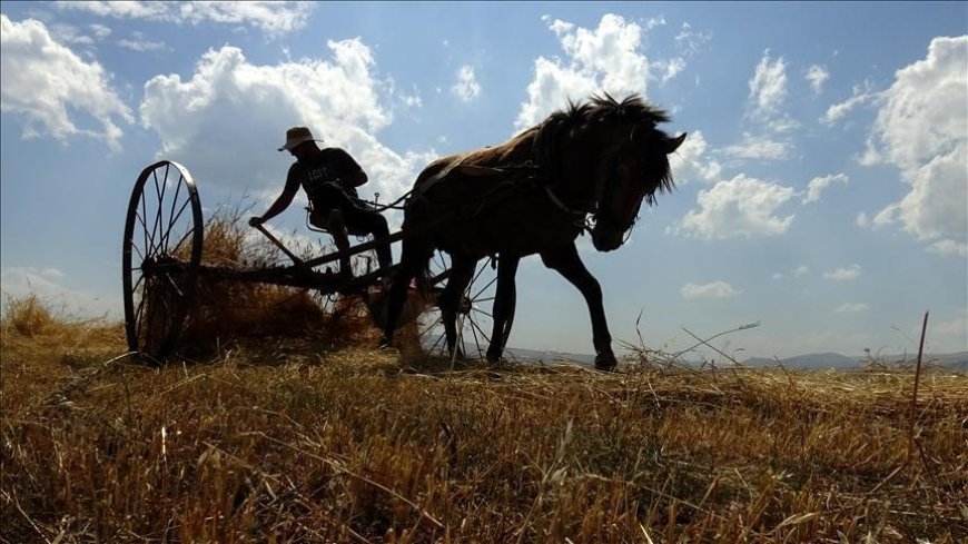 Kars'ta çiftçiler tarlalarındaki son buğdayları hasat ediyor
