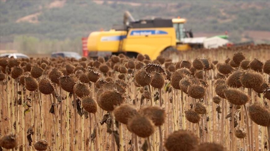 Anıza ekim yöntemi, verim artışıyla ayçiçeği üreticisini sevindirdi
