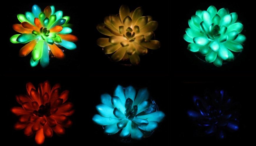 Çinli araştırmacılar "ışık yayan bitki" üretti: Güneş ışığını emiyor