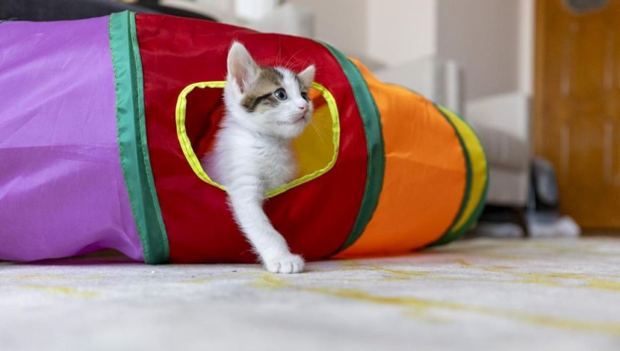 Kanser tedavisinde yeni umut kediler