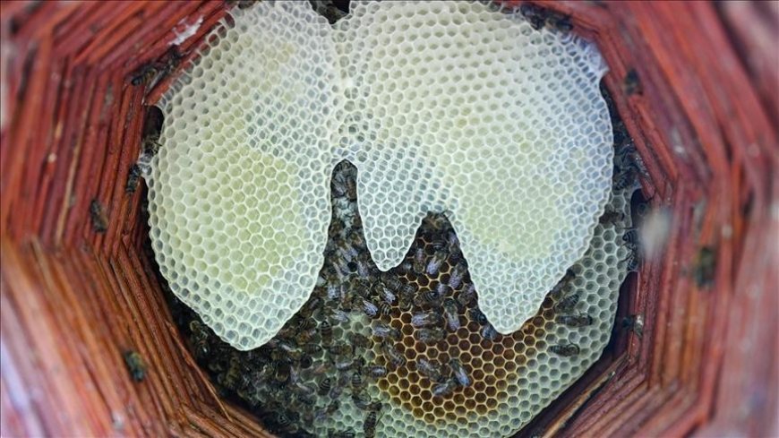 Karakovan bal üreticileri hasada yüksek verimle başladı