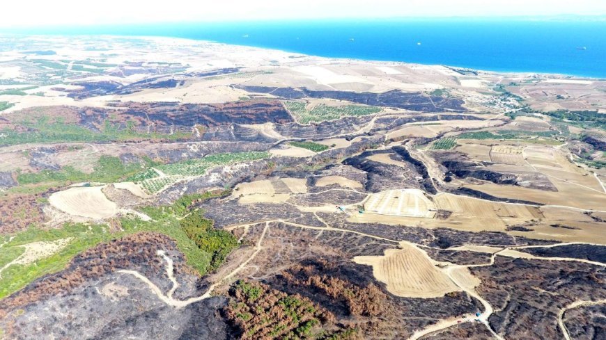 Tekirdağ'da yanan orman temizleniyor, kesilen ağaçlar istifleniyor