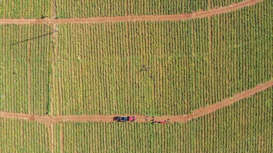 Kiraladıkları tarlalarda çadır kurup sebze yetiştiriyorlar