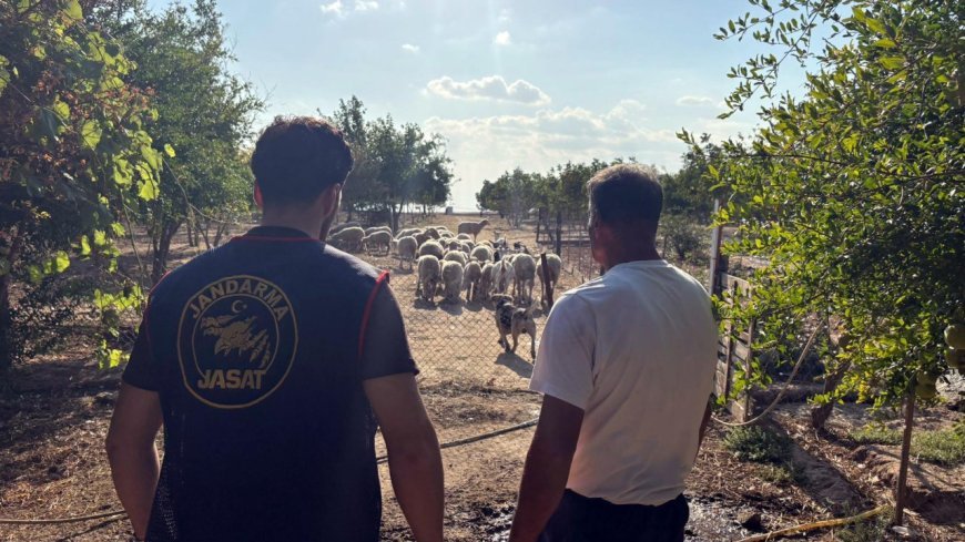 Çalınan koyunlar 50 saatlik görüntü incelenerek bulundu