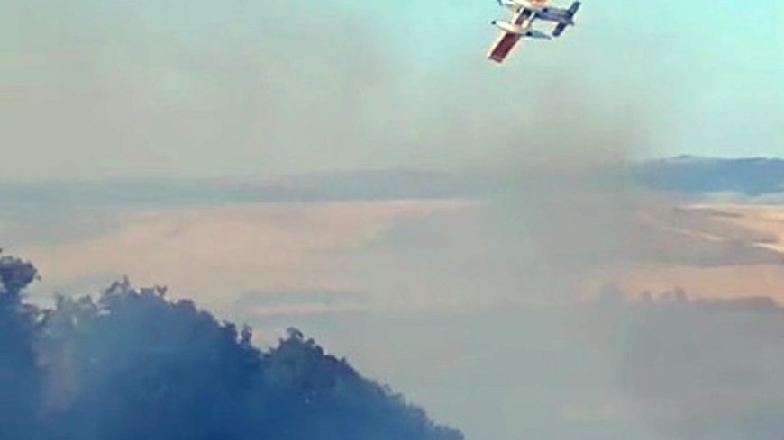 Tekirdağ'da anız yangını ormana sıçradı; 3 saatte kontrol altında