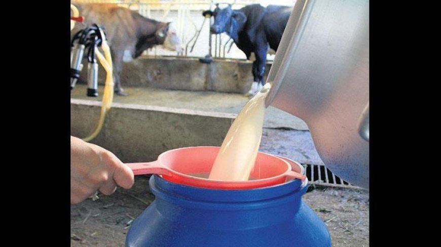 Süt sektöründe 39 teşebbüse ‘zorunlu yem’ soruşturması