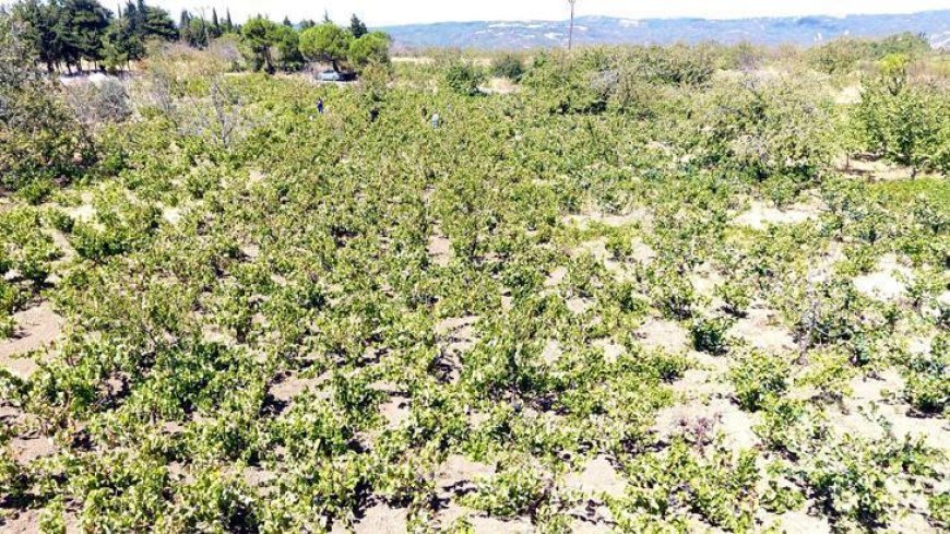Tekirdağ'da kuraklık üzümü vurdu! Rekolte ve kalite kaybı...