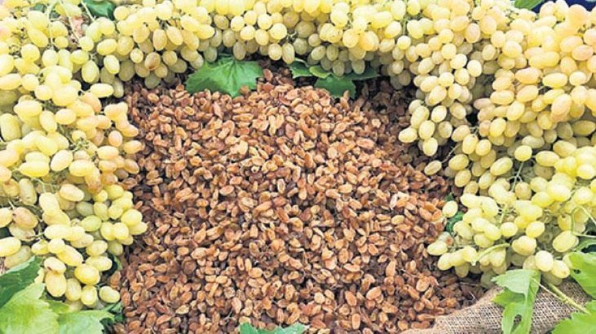 Kuru üzümde iklim tarihe geçti