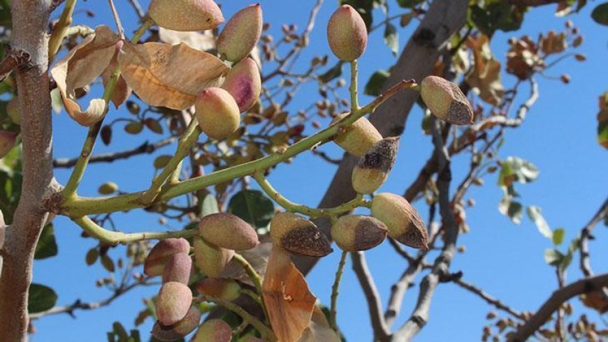 Siirt fıstığında rekolte yüzde 80 düştü