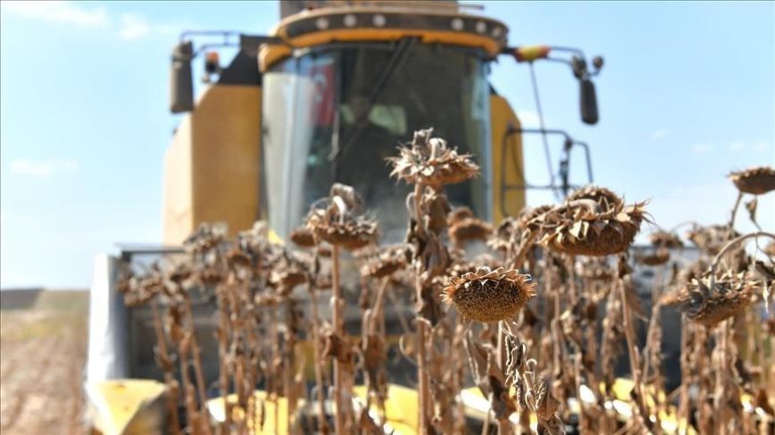 Türkiye'nin en büyük tarım işletmesinde ayçiçeği hasadı yapılıyor
