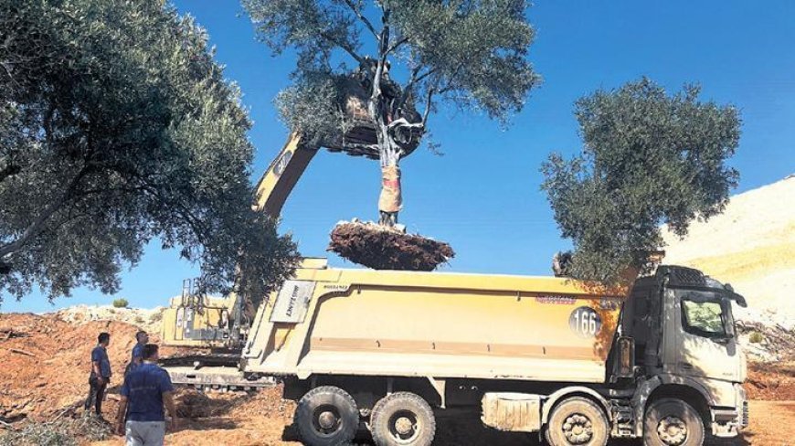 Santral sahasındaki zeytin ağaçları yeni yerine taşındı