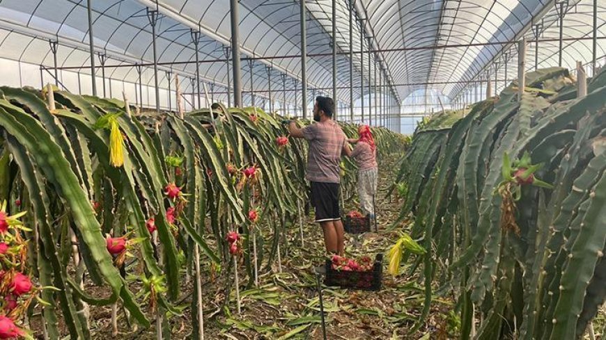 Alanya'da seralarda ejder meyvesi hasadı başladı
