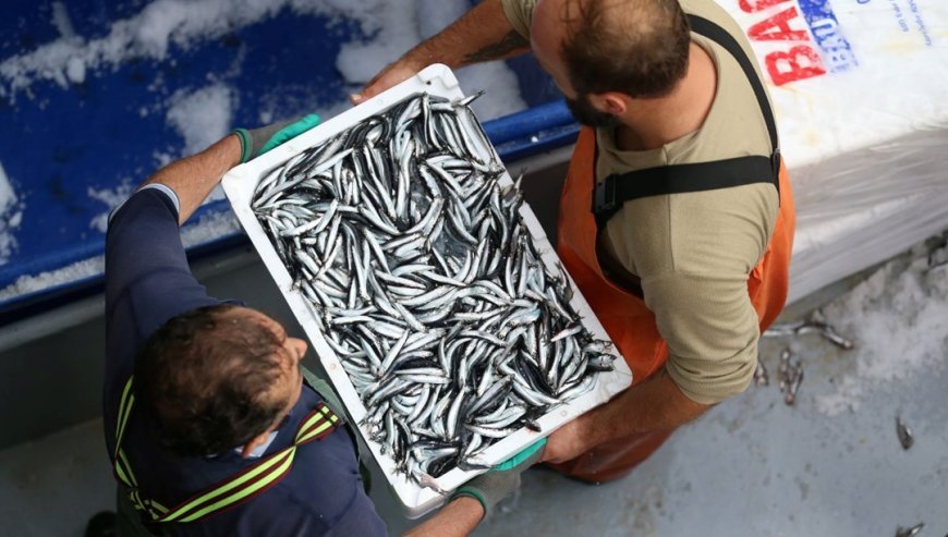 Karadeniz'de hamsi bolluğu