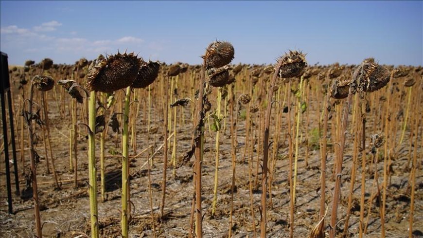 Kuraklık bu yıl da ayçiçeğinde verimi düşürdü