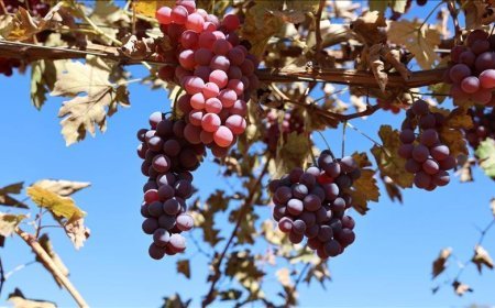 Mardin'de 120 dönüm atıl arazide modern bağcılık yapılıyor