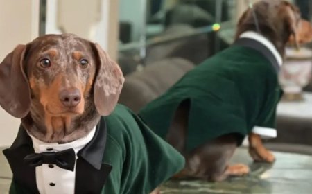 Köpeklerde keşfedilen "gizemli moleküller" yaşlanmanın sırrını çözebilir