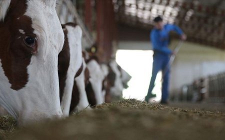 Hayvancılıkta gelecek yıl yetiştiricilere 36,6 milyar liralık destek öngörülüyor