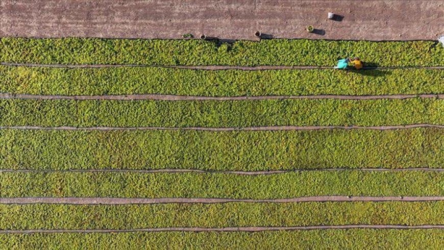 Çiftçilere destekleme ödemesi bugün yapılacak