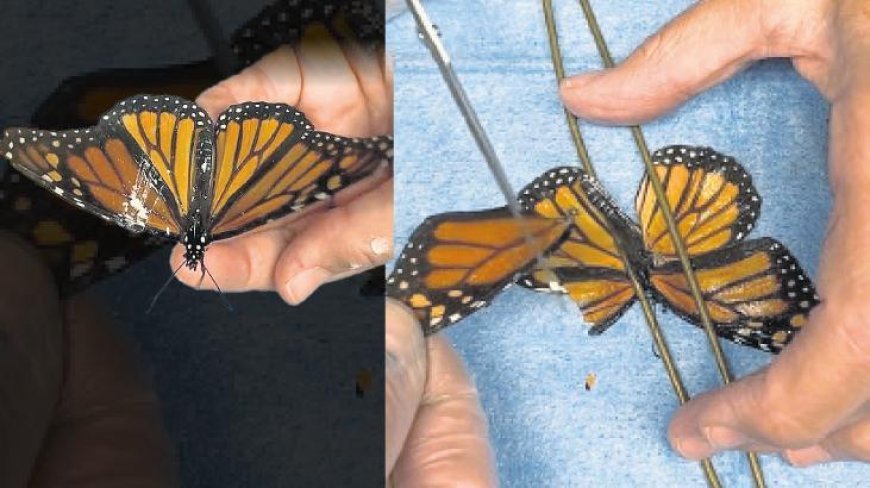 Yaralı kelebeğe kanat nakli