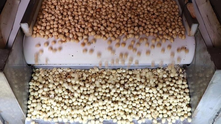 Fındık ihracatından 1,6 milyar doları aşkın gelir sağlandı