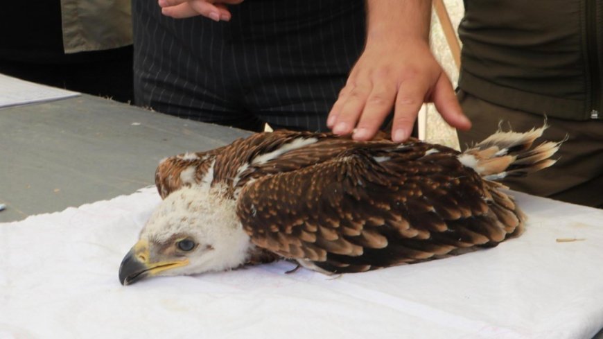 Trakya'nın kuşları halkalanıyor