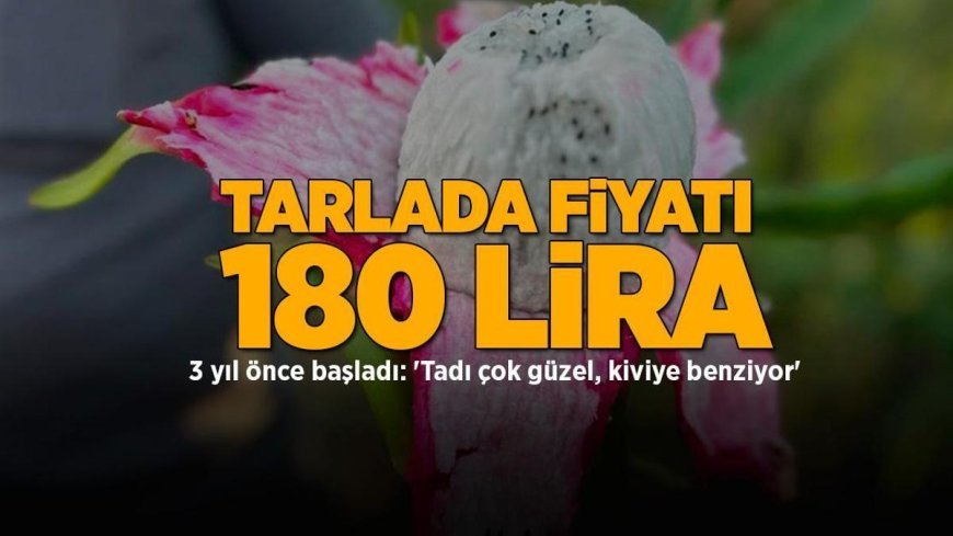 3 yıl önce üretime başladı! Kilosu 180 lira: 'Tadı çok güzel, kiviye benziyor''
