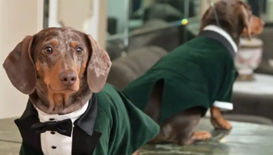 Köpeklerde keşfedilen "gizemli moleküller" yaşlanmanın sırrını çözebilir