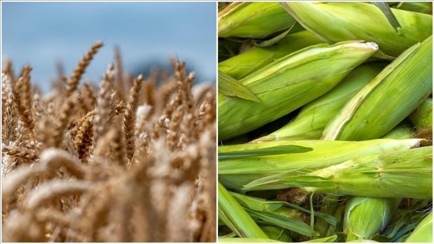 Arpa ve mısır ithalatında tarife kontenjanları değişti