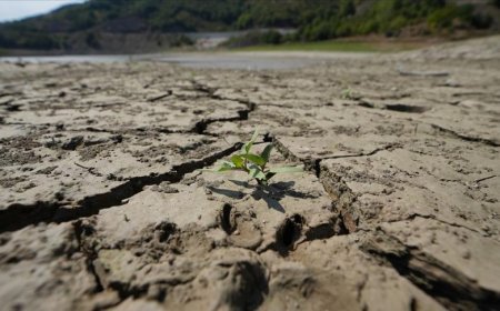 Toprak ile su kaybı, gıdayı ve geleceği doğrudan tehdit ediyor