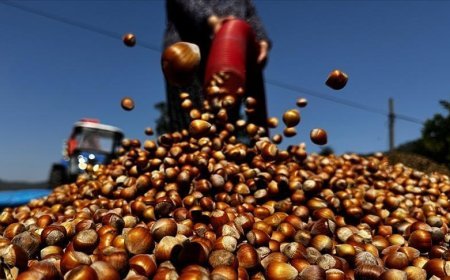 Ticaret borsalarında 138 bin tonu aşkın fındık işlem gördü