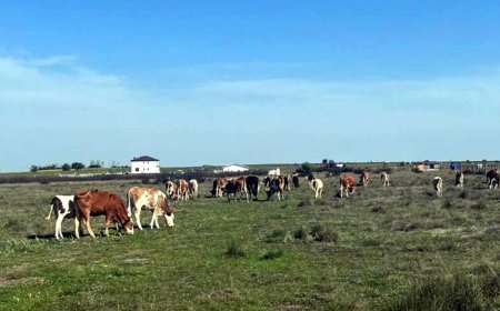 Tekirdağ'a kaçak getirilen 9 büyükbaş hayvan kesime gönderildi