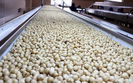 Trabzon'un fındık ihracatı 523 milyon doları aştı