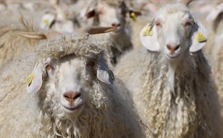 Tiftik, sözleşmeli üretim kapsamına alındı