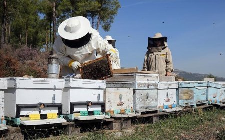 Arıcılara mesleki standart geliyor