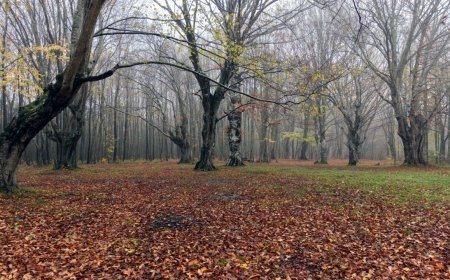 Istranca Dağları etekleri, doğa fotoğrafçıları ve kamp tutkunlarının gözdesi oldu / Ek fotoğraflar
