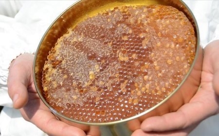 Doğu Karadeniz'in bal ihracatı 1,9 milyon doları aştı