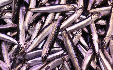 İstanbul'da haldeki balıkçıların yüzünü en çok 'hamsi' güldürdü