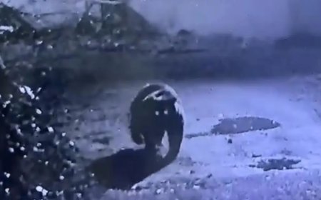 Avcılar bir türlü bulamadı, dün gece kameraya takıldı