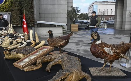 Timsah eli, ceylan postu, piton derisi ele geçirildi