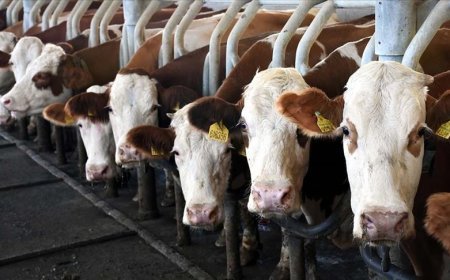 Toplanan inek sütü miktarı ekimde azaldı