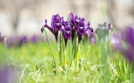 İhracatı yasak ve kotaya tabi doğal çiçek soğanları belirlendi