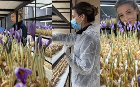 Mali müşavirlik mesleğini bıraktı: Safran üretimine başladı; gramı 700 TL