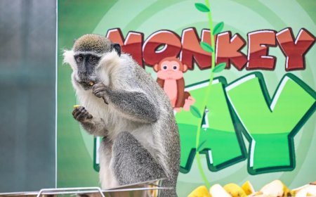 Kayseri'de Dünya Maymun Günü muz partisiyle kutlandı