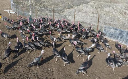 Almanya'dan memleketine dönüp kendi işinin patronu oldu: 'Çevre illere de açılmak istiyoruz'